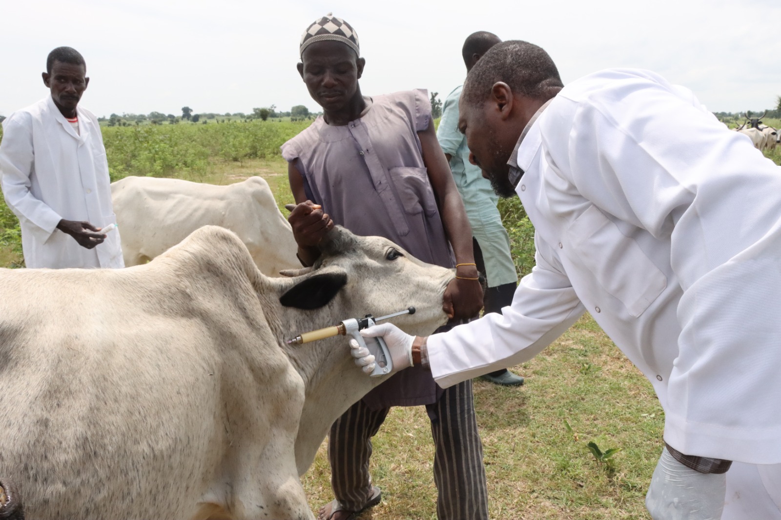 FG Contains Foot and Mouth Disease Outbreak in Jigawa State