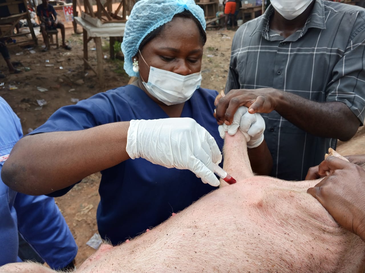 FG Supports Lagos to Curb African Swine Fever